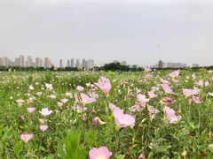 -洋湖国家湿地公园