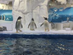 -华夏文旅海洋公园