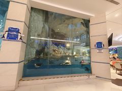 -帝企鹅自助餐厅•儿童岛•真企鹅(长隆企鹅酒店)