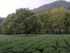 -龙坞茶村
