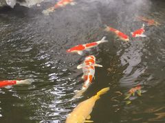 -鲤院·新中式美学·庭院餐厅(夫子庙店)
