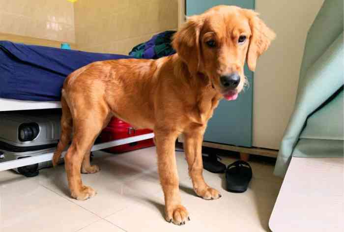 爱派宠物生活馆-"【项目】洗澡 | 其他位置:很方便地铁.