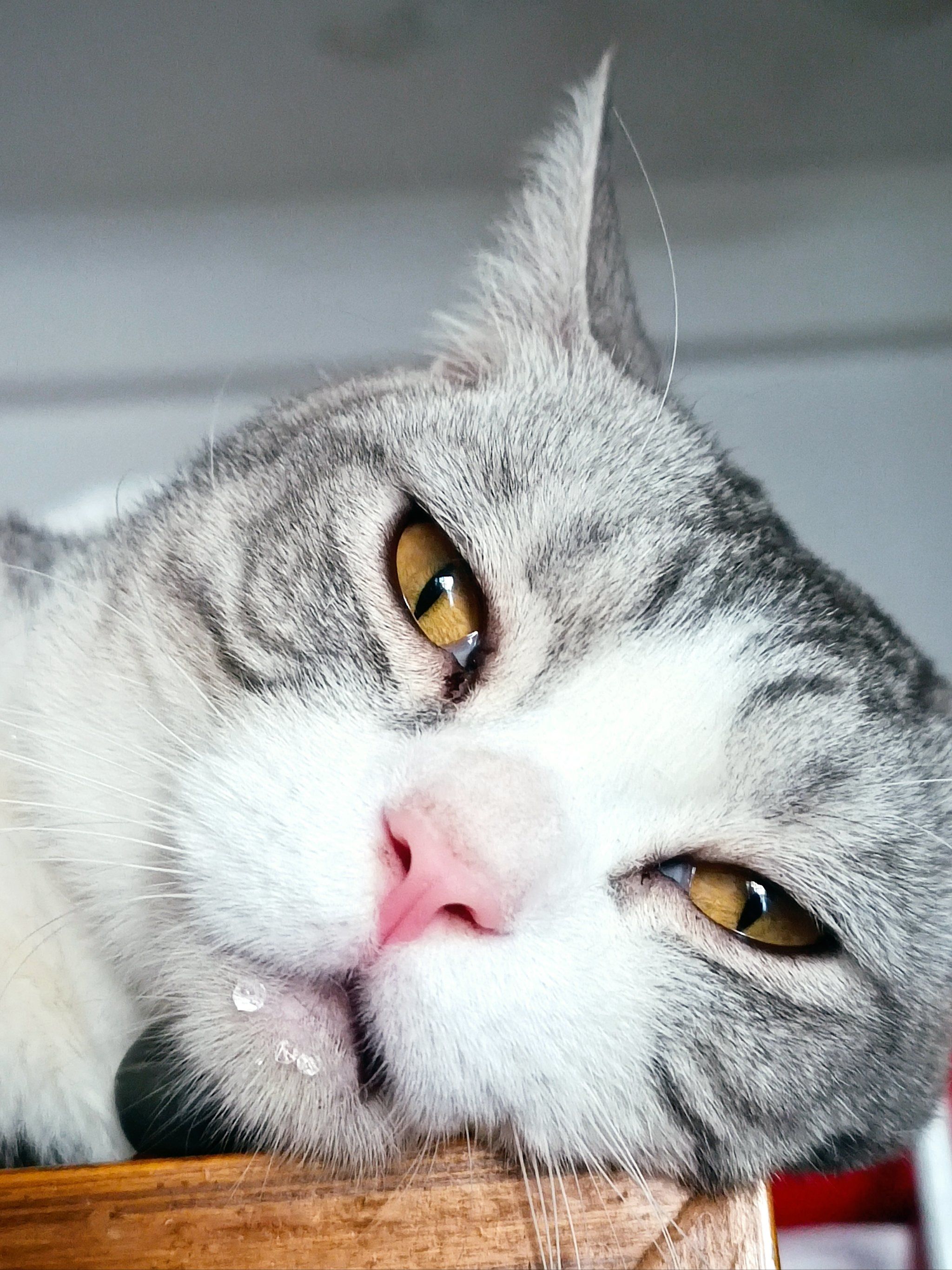 睡觉流口水的猫.