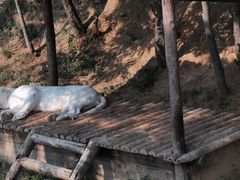 -辛玛王国游乐园