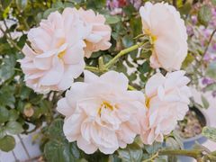 -转山咖啡(松柏社区店)