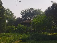 -莲花池公园