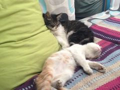 被这小白黄猫抓了-Sirena海妖日咖夜酒