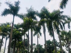 -中国科学院西双版纳热带植物园
