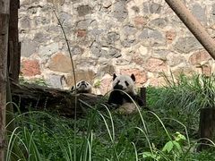 -都江堰中华大熊猫苑