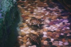 -酷嗒动物文化乐园(cutezoo西溪乐天城店)