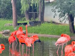 -石家庄市动物园