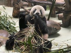 -都江堰中华大熊猫苑