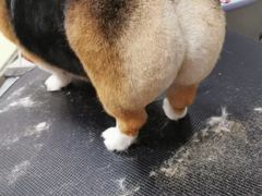 -宠福鑫康馨动物医院·骨科·眼科