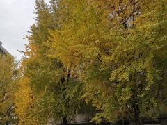 -四川大学(华西校区)