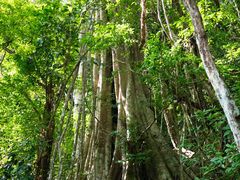 -中国科学院西双版纳热带植物园