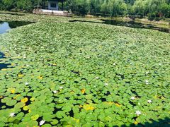 -无锡蠡湖国家湿地公园-蠡园