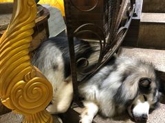 -more than meow吴止猫主题餐厅(承德 中船汇店)