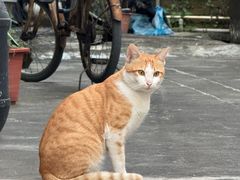 -大赤坎肥仔强烧味海鲜餐厅(大赤坎店)