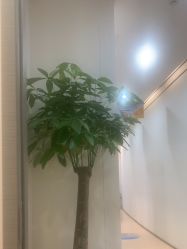 -郑荃丽格医疗美容