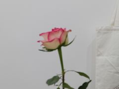 -浆木咖啡馆(湘子庙街店)