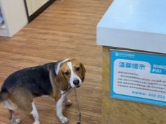 -瑞派紫金宠物医院24小时·骨科·中兽医·重症转诊中心(番禺大石院)