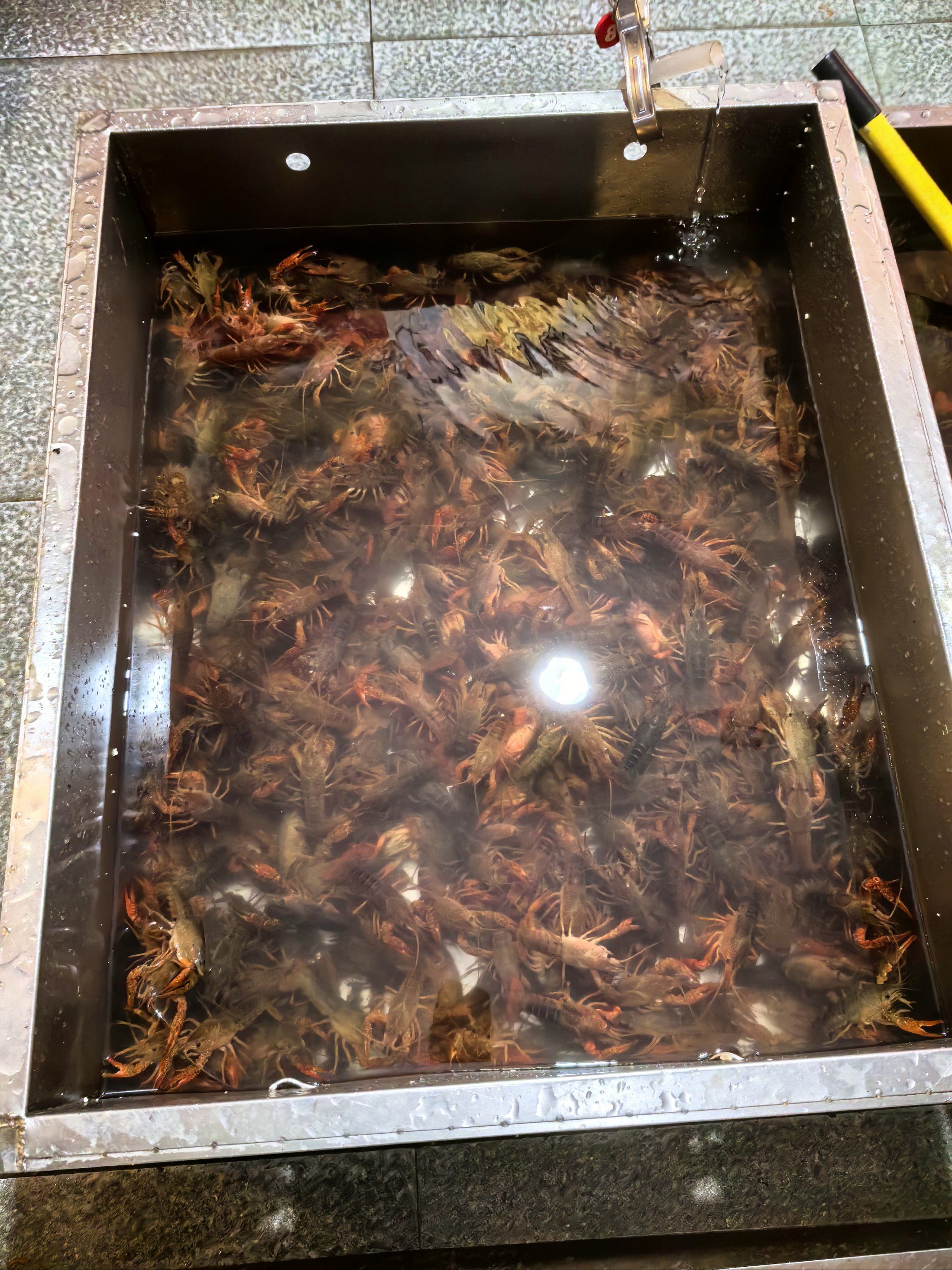 终于见到活的小龙虾啦,今天就是要吃个爽!