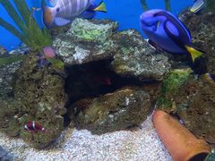-芜湖新华联大白鲸海洋公园