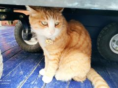 -Sirena海妖日咖夜酒