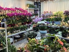 -大自然花鸟鱼虫市场