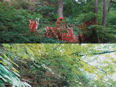 -天女山森林公园
