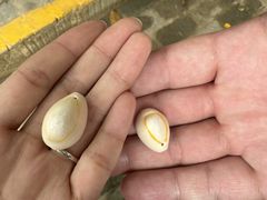 -海南槟榔谷黎苗文化旅游区