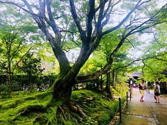 -常寂光寺