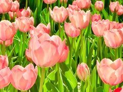 -洛阳郁金香牡丹园