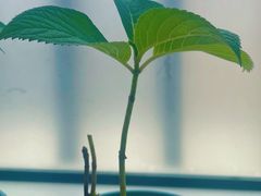 -筒骨麻辣烫(永同昌公寓胜明花园店)