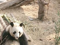 -青藏高原野生动物园