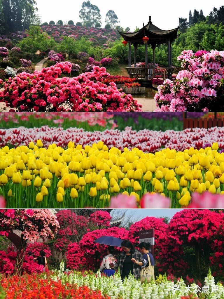 成都绣球花，解锁花舞人间绝佳拍照地