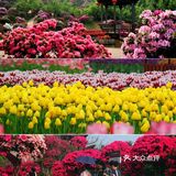成都绣球花，解锁花舞人间绝佳拍照地