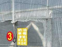 -喜杨洋草莓采摘园