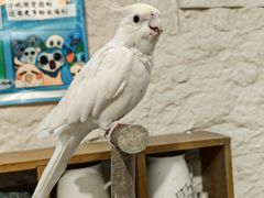 -吉丁鸟咖·异宠·寄养