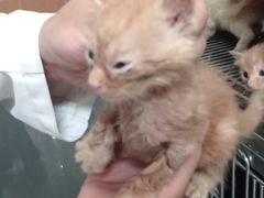 -艾贝尔宠物诊疗