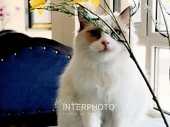 -鼓捣猫呢主题猫咖店
