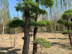 -群力丁香公园