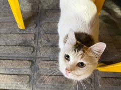 -文昌椰子鸡(沙井万丰店)