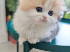 -山宅一喵德文卷毛猫舍