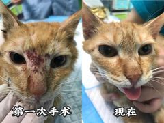 -爱贝特动物医院·猫口炎专科