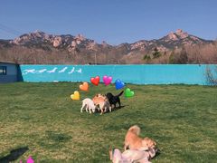 -趣玩宠物乐园寄养训犬训狗游泳池