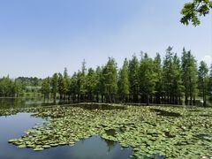 -白鹭湾湿地公园