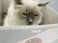 -喵的天空名猫咖啡馆·撸猫·猫舍·用品