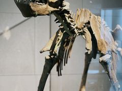 -北京周口店北京人遗址博物馆