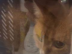 -佳雯宠物医院·皮肤科·内外科(春晓路分院)